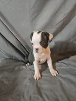 Libby , a female Frenchton for sale in Moro, IL – 2 of 10
