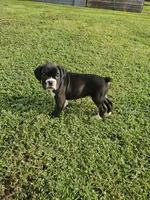 Chaz, a male Boxer for sale in Moro, IL – 8 of 8