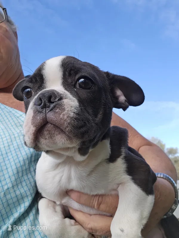 Hutson, a male Frenchton for sale in Moro, IL – 1 of 10