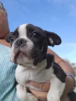 Hutson, a male Frenchton for sale in Moro, IL – 1 of 10