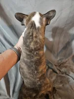Winston , a male Frenchton for sale in Moro, IL – 5 of 6