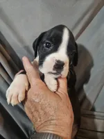 Gemma , a female Boxer for sale in Moro, IL – 6 of 8
