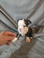 Jake, a male Frenchton for sale in Moro, IL – 7 of 8