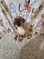 Scout, a male Boxer for sale in Moro, IL – 6 of 10