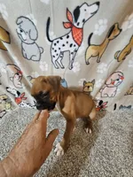 Scout, a male Boxer for sale in Moro, IL – 3 of 10