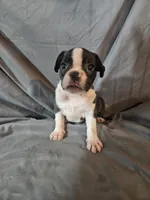 Toby, a male Frenchton for sale in Moro, IL – 4 of 8