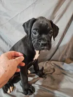 Gemma , a female Boxer for sale in Moro, IL – 6 of 8