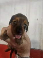 Teddy, a male Miniature Dachshund for sale in Moro, IL – 1 of 5