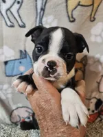 Oliver, a male Boston Terrier for sale in Moro, IL – 7 of 10