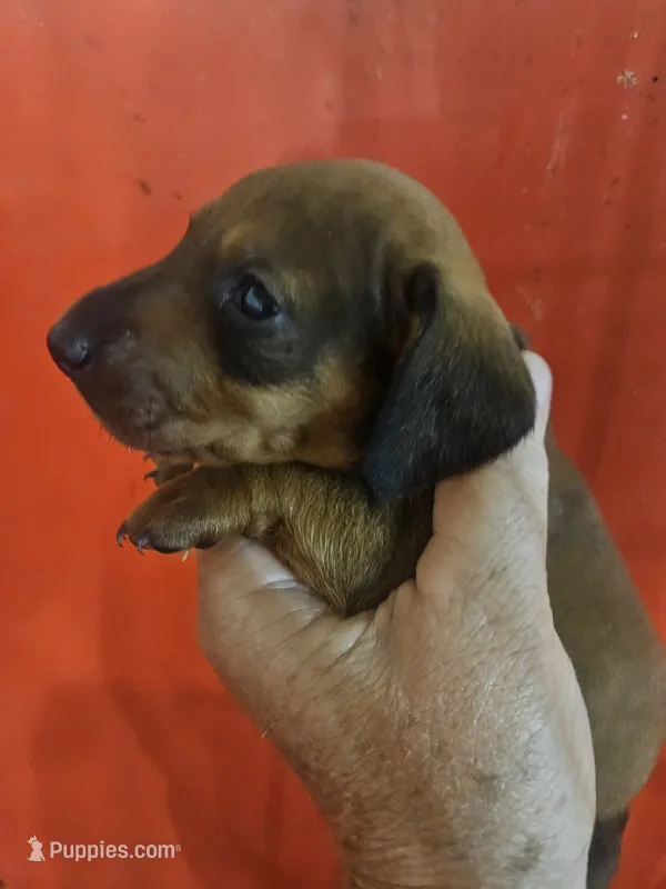 Will – Miniature Dachshund puppy for sale in Moro, IL