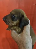 Will, a male Miniature Dachshund for sale in Moro, IL – 1 of 5