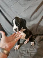Hutson, a male Boxer for sale in Moro, IL – 8 of 10