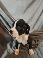Gemma , a female Boxer for sale in Moro, IL – 3 of 8