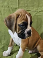 Wyatt, a male Boxer for sale in Moro, IL – Photo 1 of 7