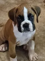 Wyatt, a male Boxer for sale in Moro, IL – Photo 4 of 7