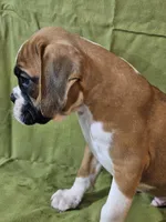 Wyatt, a male Boxer for sale in Moro, IL – Photo 5 of 7