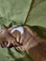 Wyatt, a male Boxer for sale in Moro, IL – Photo 2 of 7