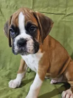Wyatt, a male Boxer for sale in Moro, IL – Photo 7 of 7