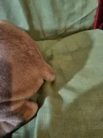 Wyatt, a male Boxer for sale in Moro, IL – Photo 3 of 7