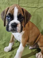 Wyatt, a male Boxer for sale in Moro, IL – Photo 6 of 7