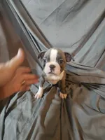 Hutson, a male Boston Terrier for sale in Moro, IL – 4 of 6