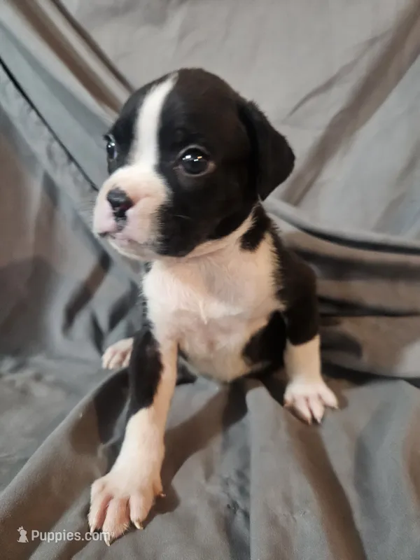 Sully – Boxer puppy for sale in Moro, IL