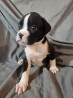 Sully, a male Boxer for sale in Moro, IL – 1 of 7