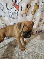 Star, a female Boxer for sale in Moro, IL – 6 of 10