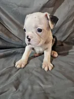 Hutson, a male Frenchton for sale in Moro, IL – 7 of 10