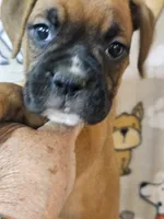 Star, a female Boxer for sale in Moro, IL – 5 of 10