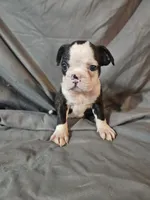 Jake, a male Frenchton for sale in Moro, IL – 6 of 8