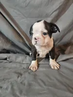 Jake, a male Frenchton for sale in Moro, IL – 3 of 8