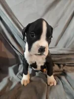 Gemma , a female Boxer for sale in Moro, IL – 5 of 8