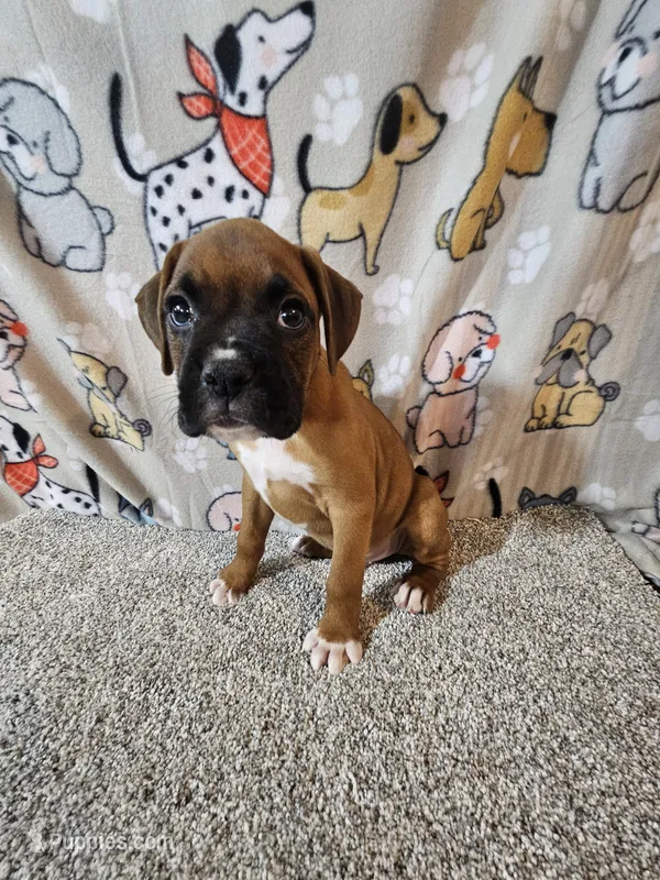 Braxton  – Boxer puppy for sale in Moro, IL