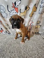 Braxton , a male Boxer for sale in Moro, IL – 1 of 10