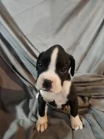 Gemma , a female Boxer for sale in Moro, IL – 4 of 8