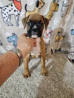 Star, a female Boxer for sale in Moro, IL – 2 of 10