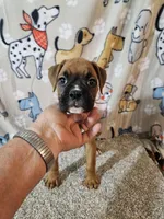 Star, a female Boxer for sale in Moro, IL – 4 of 10