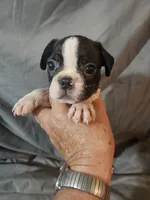 Hutson, a male Frenchton for sale in Moro, IL – 5 of 10