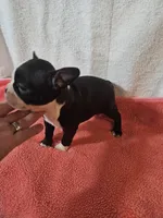 Stella, a female Frenchton for sale in Moro, IL – Photo 2 of 4