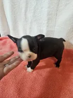 Stella, a female Frenchton for sale in Moro, IL – Photo 3 of 4