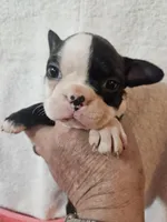 Stella, a female Frenchton for sale in Moro, IL – Photo 4 of 4