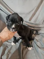 Toby, a male Boxer for sale in Moro, IL – 7 of 8