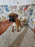 Braxton , a male Boxer for sale in Moro, IL – 5 of 10