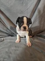 Hutson, a male Frenchton for sale in Moro, IL – 7 of 10