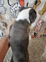 Braxton , a male Boston Terrier for sale in Moro, IL – 7 of 10