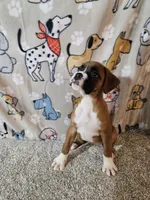 Nobel, a female Boxer for sale in Moro, IL – 9 of 10