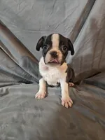 Hutson, a male Frenchton for sale in Moro, IL – 9 of 10