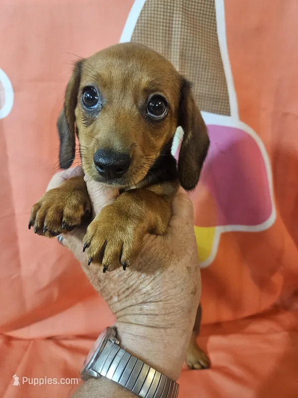 Spring – Miniature Dachshund puppy for sale in Moro, IL