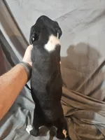 Gemma , a female Boxer for sale in Moro, IL – 7 of 8
